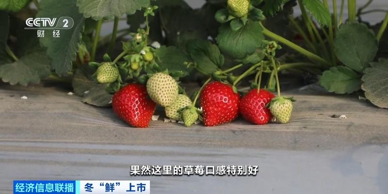 争“鲜”上市！新疆戈壁种上了草莓、人参果、蓝莓