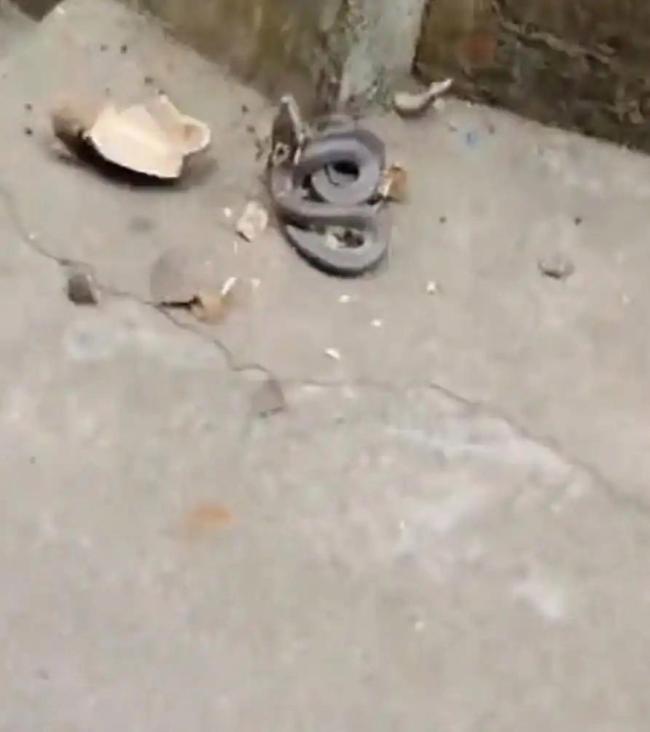 居民废弃酒瓶中砸出过冬眼镜蛇 人蛇惊险偶遇引发热议