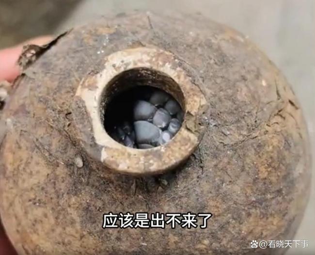 居民酒瓶中砸出过冬眼镜蛇